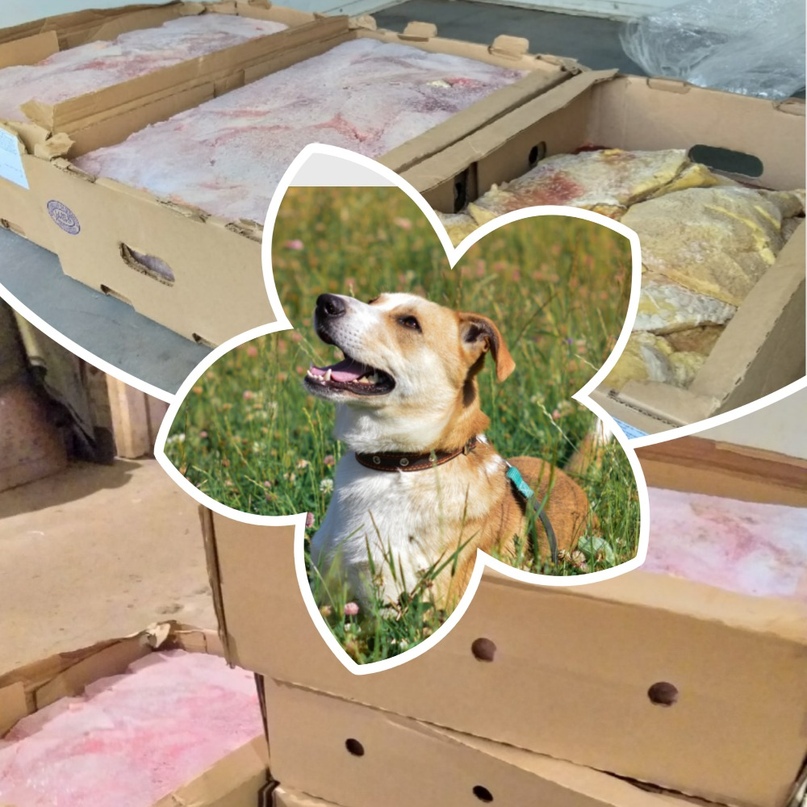 Мясокомбинат подарил собачьему приюту в Тутаеве 120 килограммов продукции