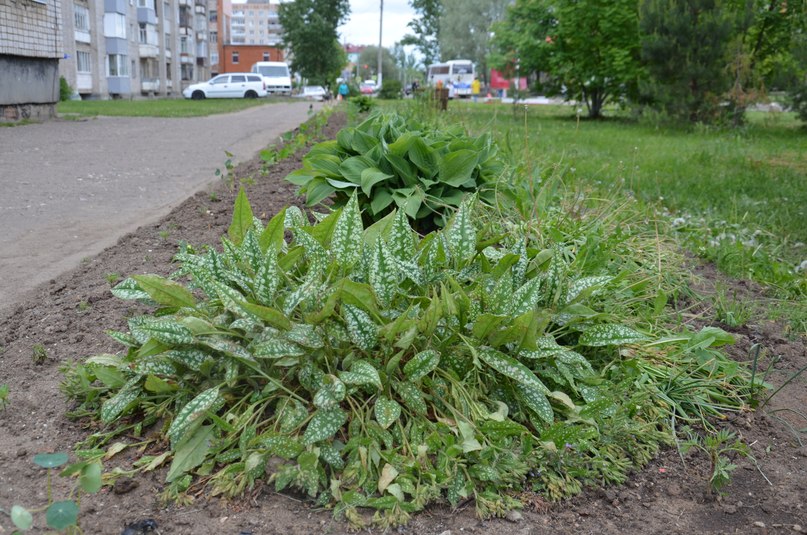 Тутаев цветущий