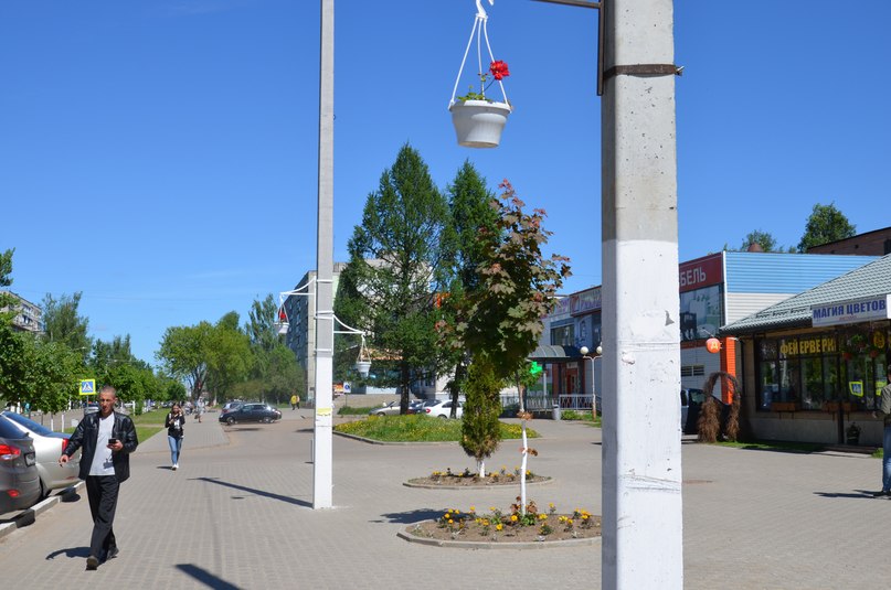 Тутаев цветущий