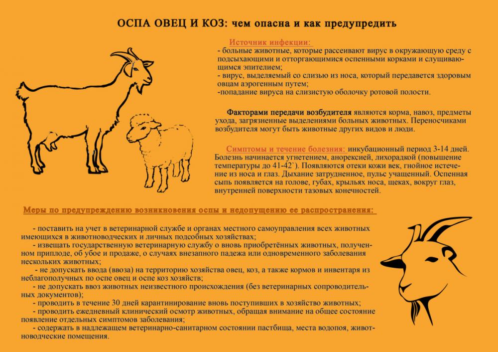 ПАМЯТКА ДЛЯ НАСЕЛЕНИЯ ПО ОСПЕ ОВЕЦ И КОЗ