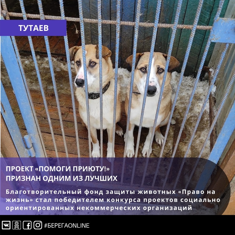 Благотворительный фонд защиты животных «Право на жизнь» стал победителем конкурса проектов социально ориентированных некоммерческих организаций Тутаевского района
