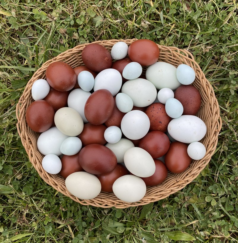 Яичная радуга. Тутаевский ветеринар разводит кур, несущих цветные яйца
